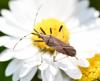 Dicranocephalus albipes